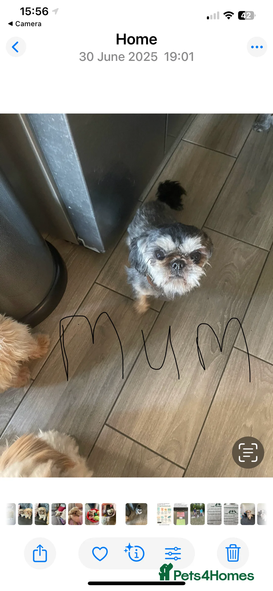 Shih Tzu dogs for sale:  imperial shihtzu dobie carriers karishishi only 2 - Advert 20