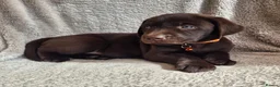 Labrador Retriever dogs for sale: Quality Chunky KC reg pups - Health Tested Parents - Advert 3