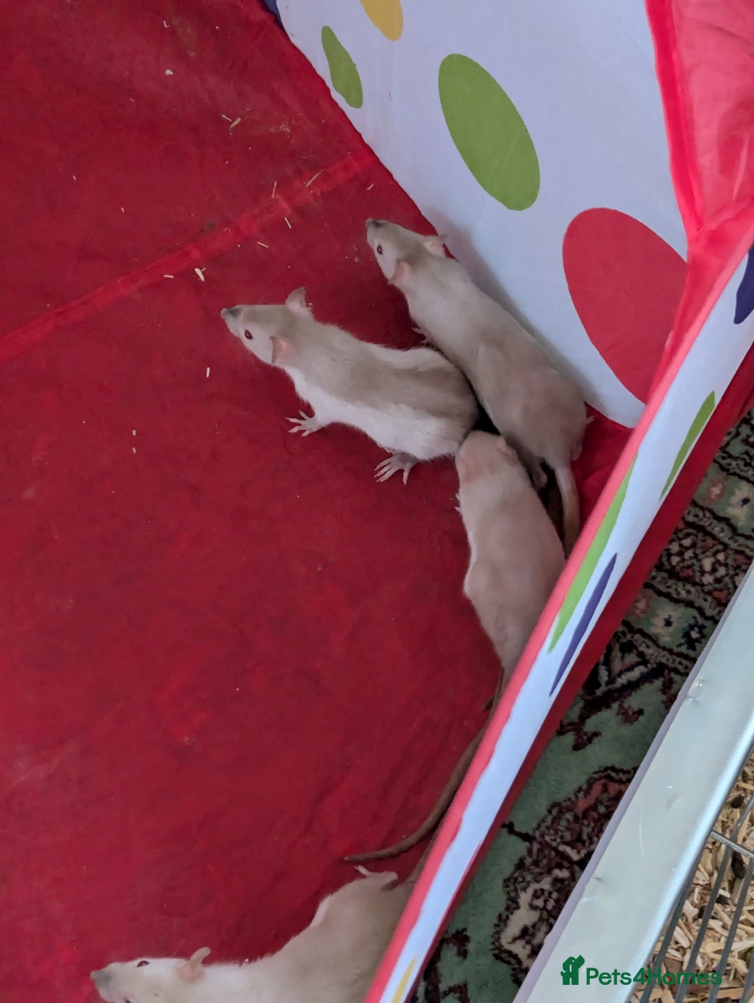 Rat rodents for sale: Male and female baby rats - Image 1