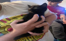 Domestic Shorthair cats for sale: Black domestic short hair - Image 4
