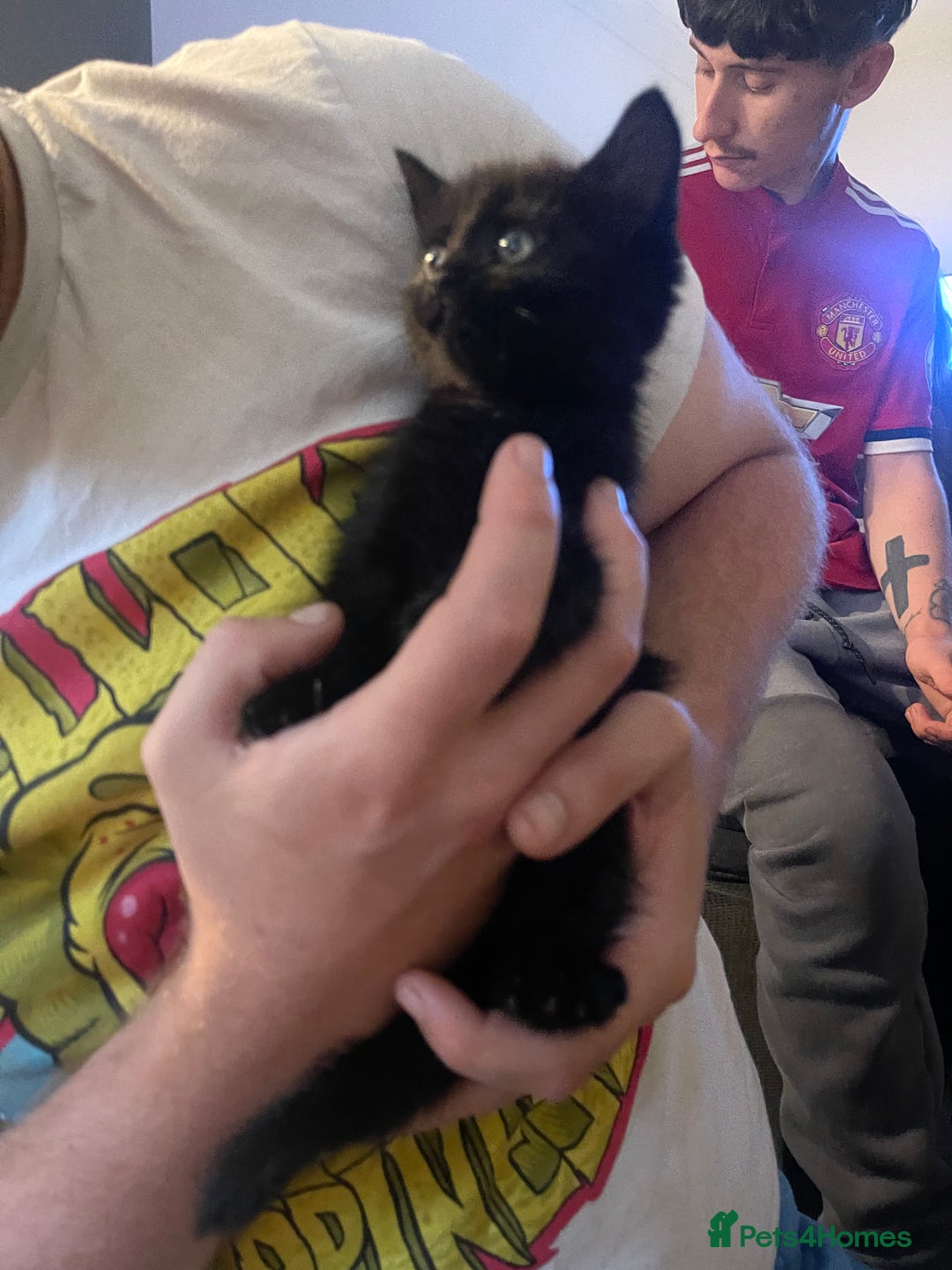 Domestic Shorthair cats for sale: Black domestic short hair - Image 4