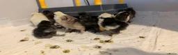 Chickens poultry for sale: Silkie Chicks mixed colours 17 left  in Hebburn - Advert 3