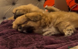 Pekingese dogs for sale: Gorgeous Pekingese puppies  - Image 17