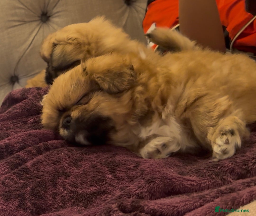 Pekingese dogs for sale: Gorgeous Pekingese puppies  - Image 17