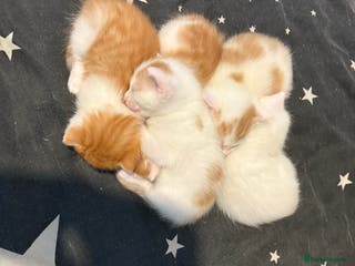 Domestic Shorthair cats Domestic Shorthairs - 3 Boys Left - Advert 4
