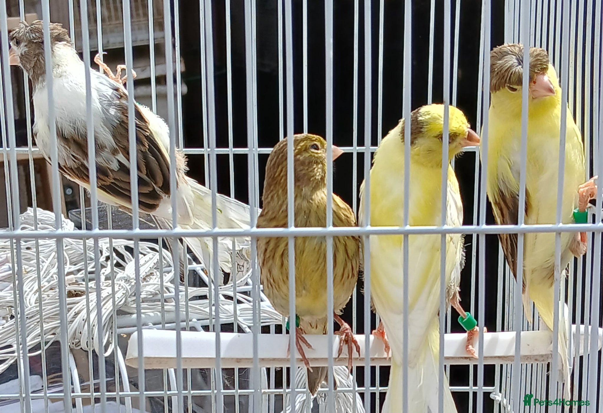 Canaries birds for sale: Canaries mixed Canaries  - Advert 11
