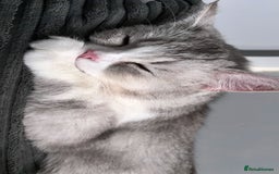 British Shorthair cats for sale: Two female British shorthairs - Image 9