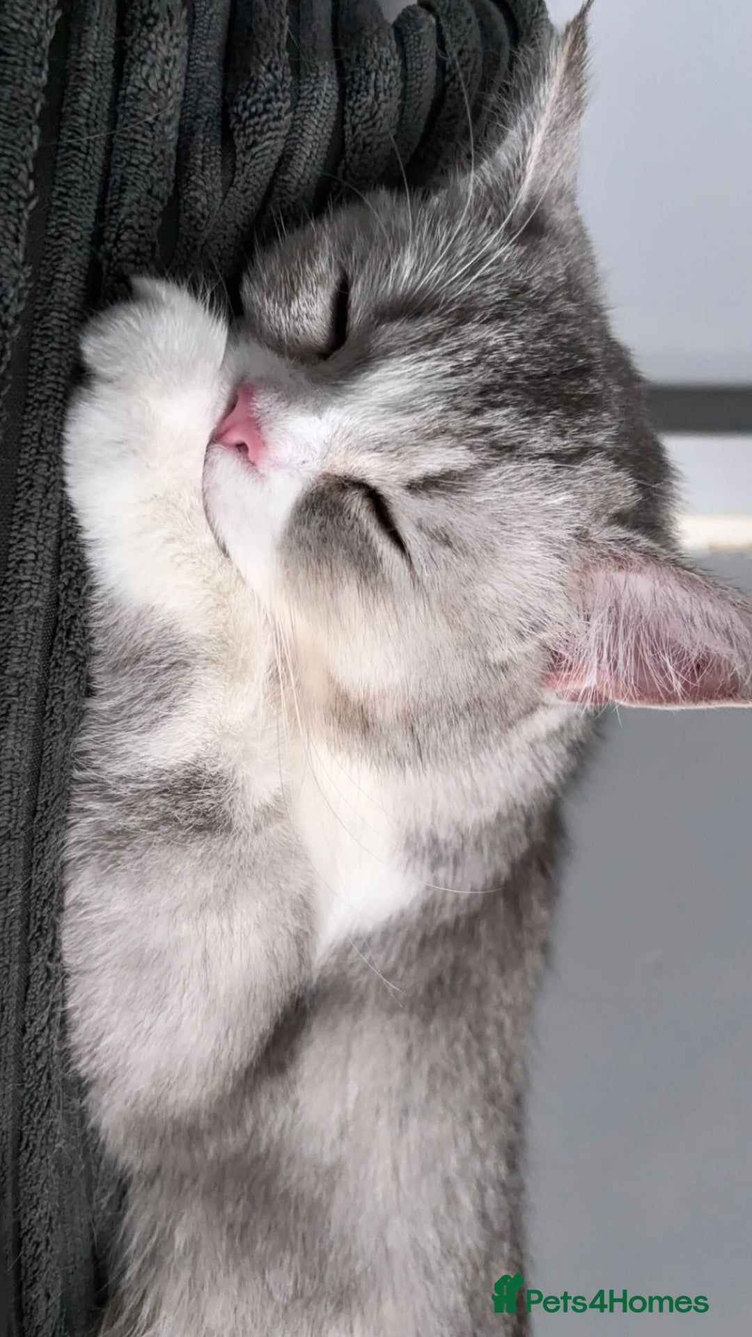 British Shorthair cats for sale: Two female British shorthairs - Image 9