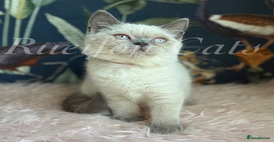 British Shorthair cats - Advert 6