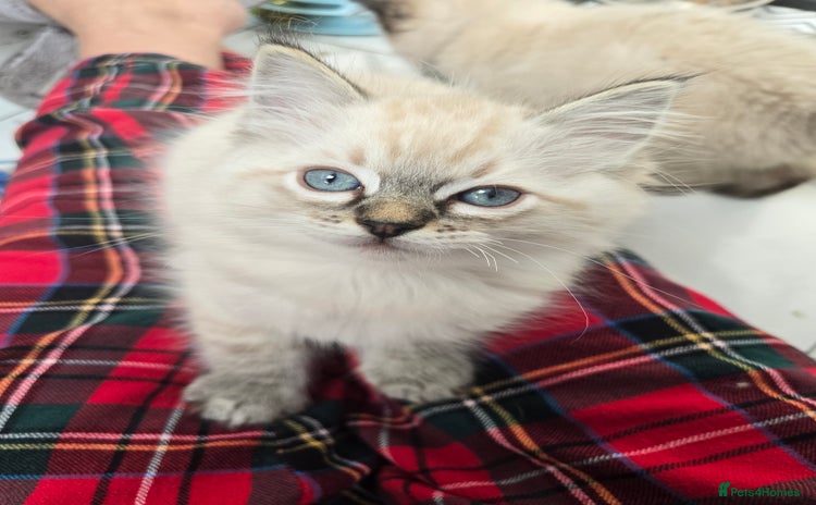 Ragdoll cats 'REDUCED' PEDIGREE GCCF REG CHAMPION LINE RAGDOLLS - Advert 1