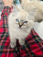 Ragdoll cats 'REDUCED' PEDIGREE GCCF REG CHAMPION LINE RAGDOLLS - Advert 1