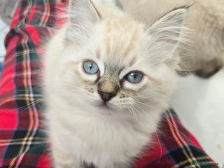 Ragdoll cats 'REDUCED' PEDIGREE GCCF REG CHAMPION LINE RAGDOLLS - Advert 1