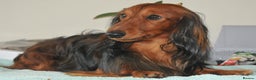 Dachshund dogs for stud: Miniature Long Haired Dachshund PRA 1 Clear KC reg in Peterborough - Advert 9