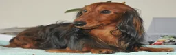 Dachshund dogs for stud: Miniature Long Haired Dachshund PRA 1 Clear KC reg in Peterborough - Advert 9