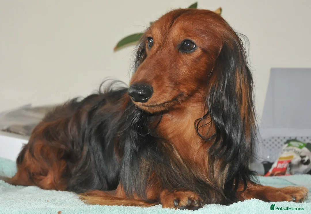 Dachshund dogs for stud: Miniature Long Haired Dachshund PRA 1 Clear KC reg in Peterborough - Advert 9