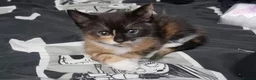 Mixed Breed cats for sale: Calico kitten  - Advert 7
