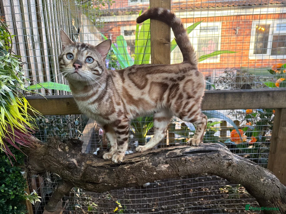 Bengal cats for stud: GCCF & TICA Registered Snow Bengal for Stud - Advert 1