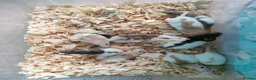 Rat rodents for sale: Baby hooded rats - Advert 2