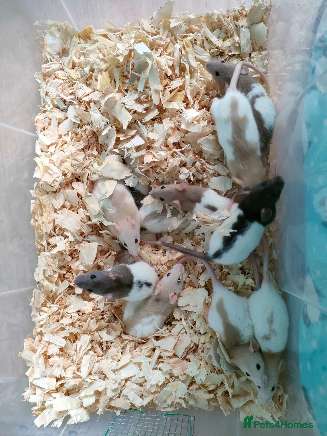 Rat rodents for sale: Baby hooded rats - Advert 2