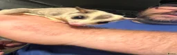 Sugar Glider rodents for sale: Sugar gliders  - Advert 3