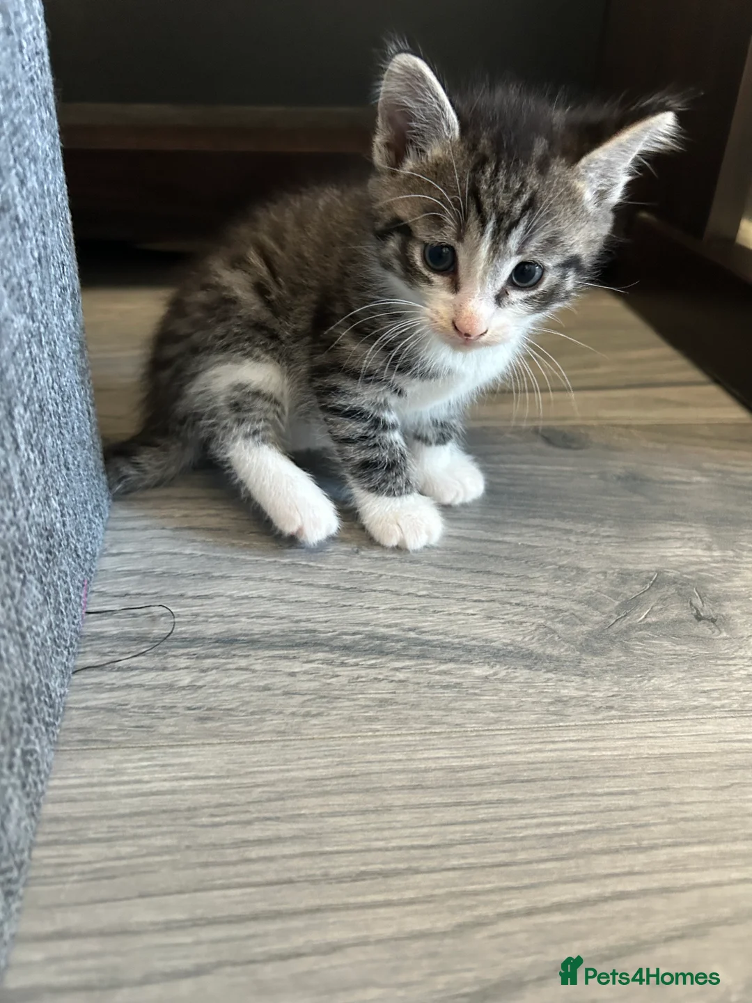 Mixed Breed cats for sale: Beautiful Kittens Looking for Forever Homes 🐱❤️ - Advert 2
