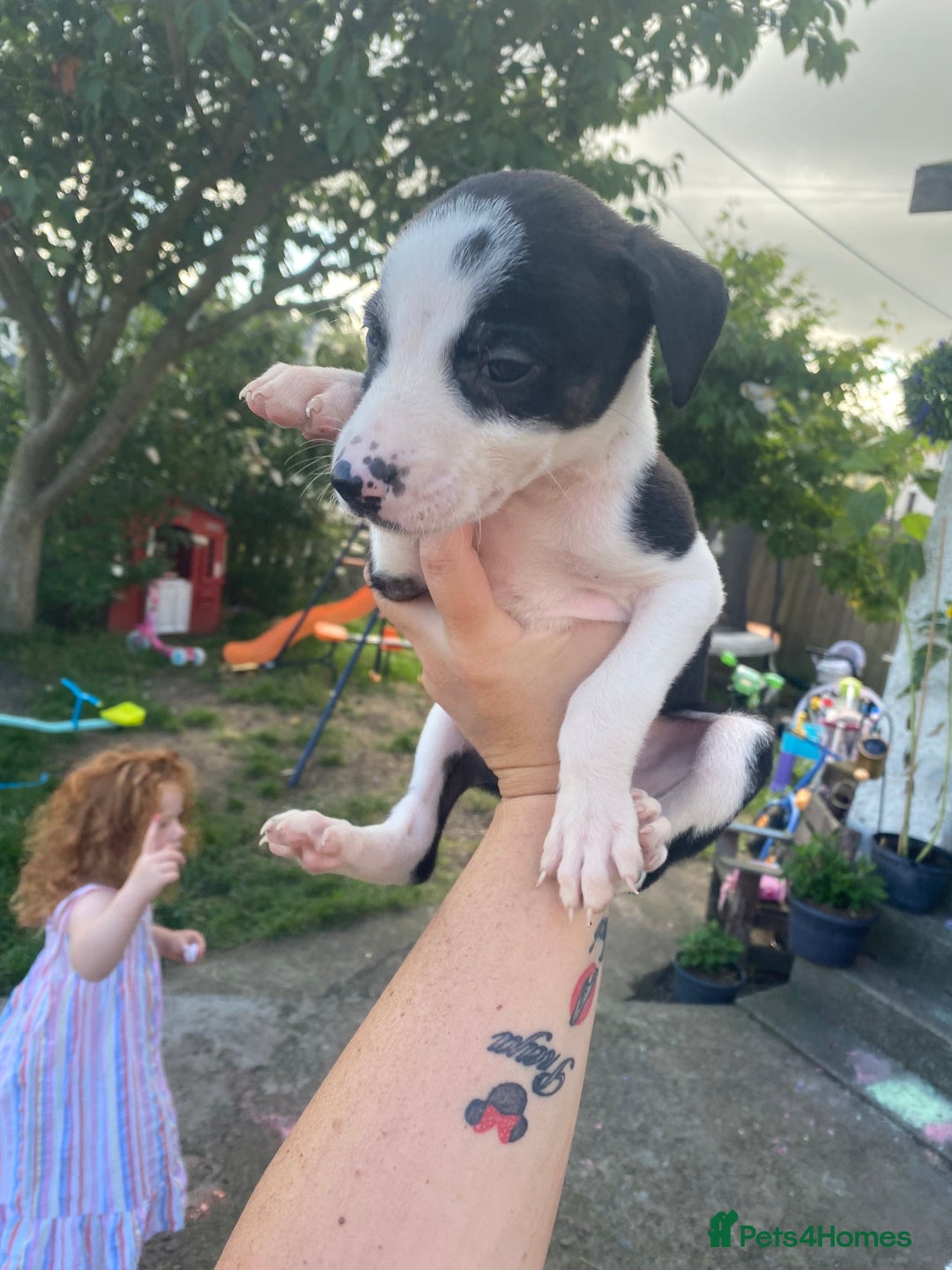 Lurcher dogs for sale: Eight gorgeous mix breed pups - Image 9