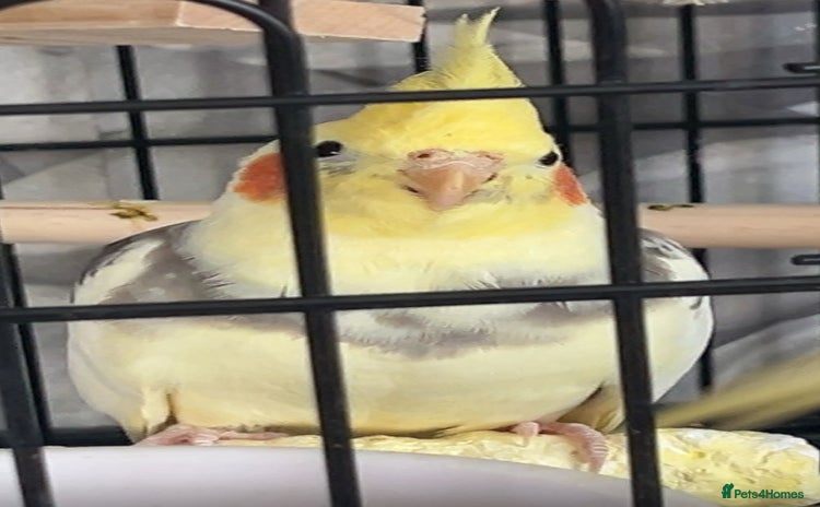 Cockatiels birds - Advert 9