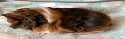 Guinea Pig rodents for sale: Four beautiful Peruvian boars (boys)  - Advert 5