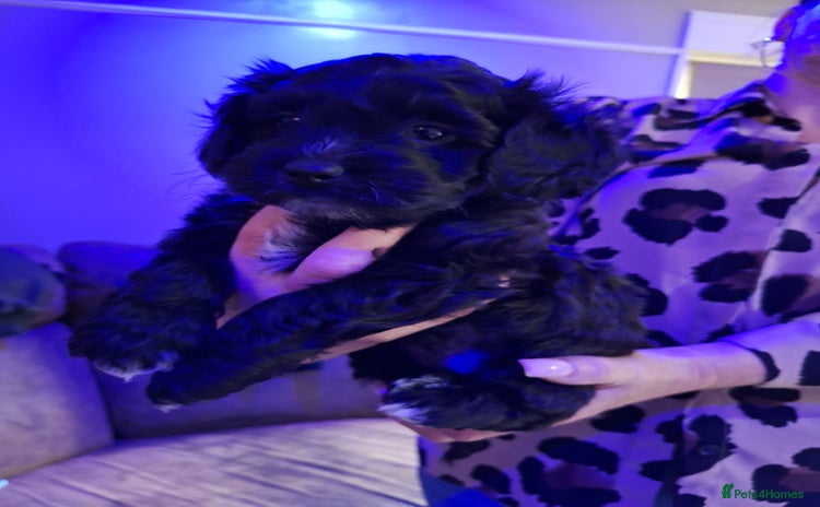 Mixed Breed dogs - Advert 2
