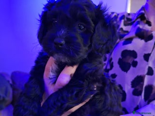 Mixed Breed dogs - Advert 30