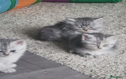 Persian cats for sale: Beautiful  silver shaded chinchilla Persian x bsh - Image 7