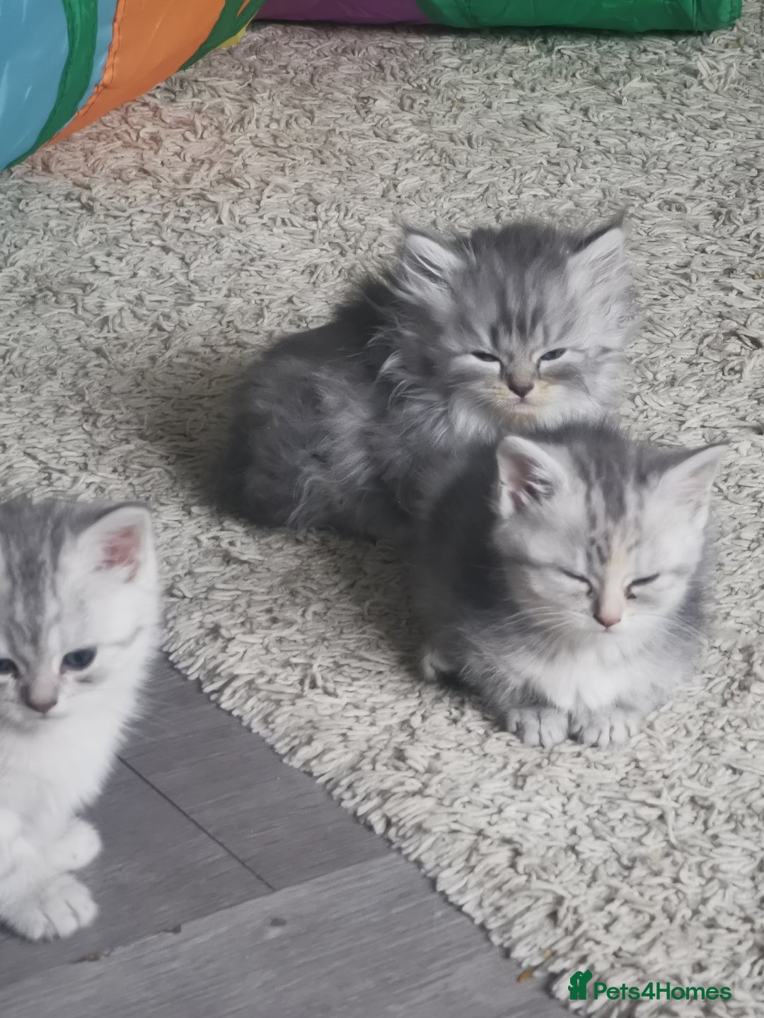 Persian cats for sale: Beautiful  silver shaded chinchilla Persian x bsh - Image 7