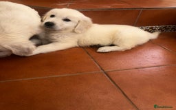 Golden Retriever dogs for sale: Home bred Chunky cream Goldie pups - Image 7