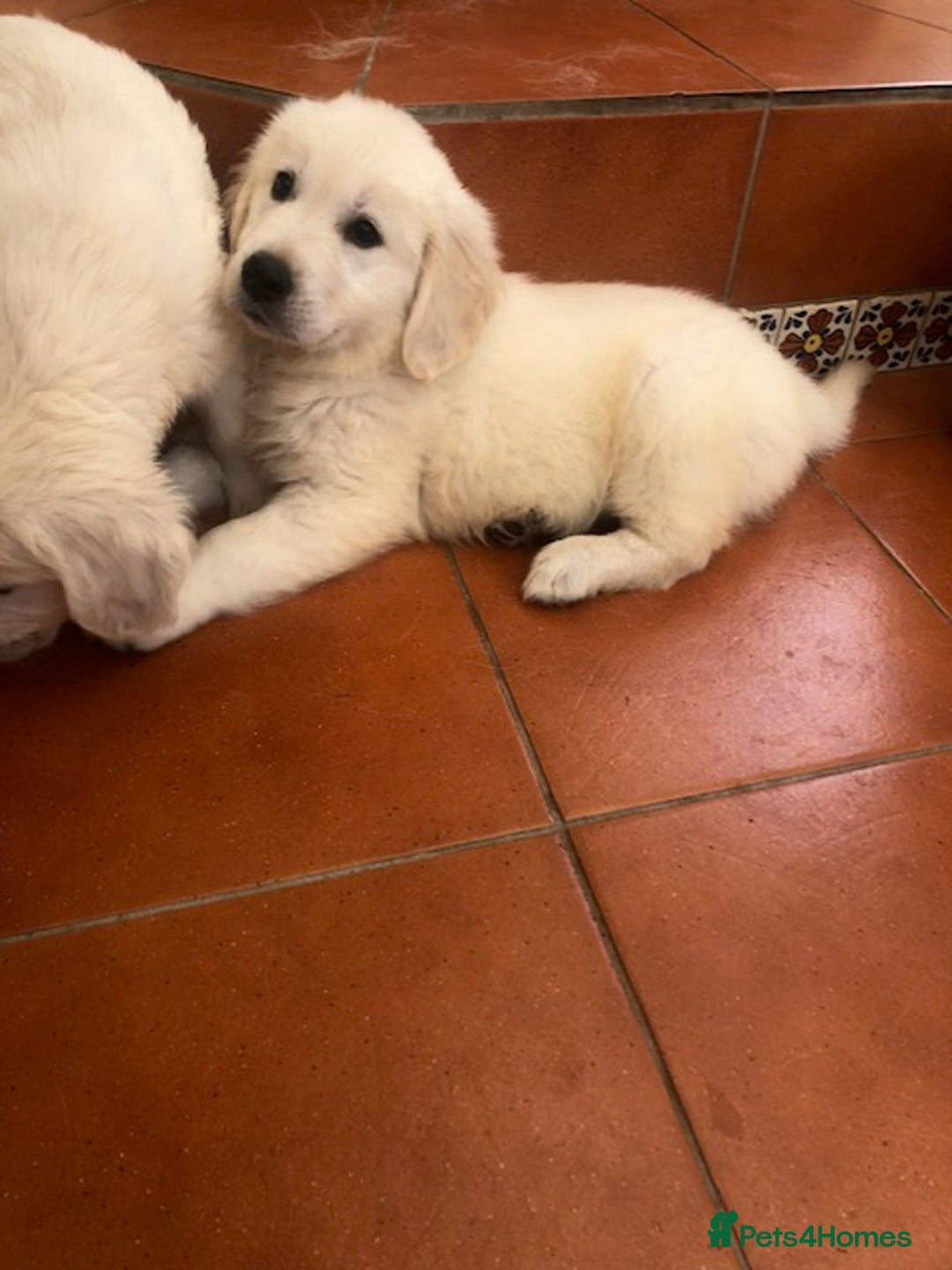 Golden Retriever dogs for sale: Home bred Chunky cream Goldie pups - Image 7