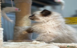 Ragdoll cats for sale: Stunning Ragdoll kittens available now - Advert 12