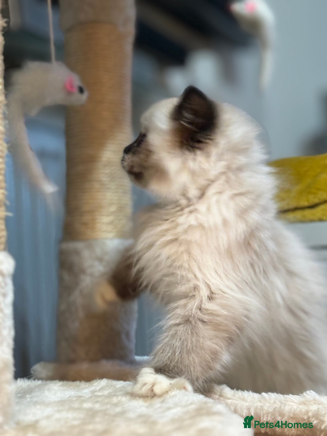 Ragdoll cats for sale: Stunning Ragdoll kittens available now - Advert 12