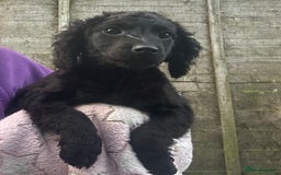 Cockapoo dogs for sale: F2B Cockapoo Puppies - Image 11