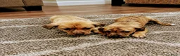 Dachshund dogs for sale: Dachshund pups - Advert 2