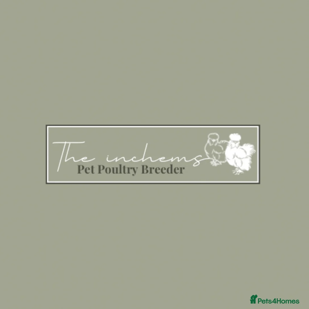 Quail poultry for sale: 🩵Celadon Coturnix quail chicks 💙 - Advert 23