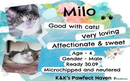 Domestic Shorthair cats for sale: Kittens and cats for adoption.  - Image 6