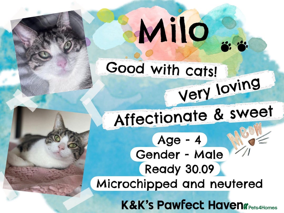 Domestic Shorthair cats for sale: Kittens and cats for adoption.  - Image 6