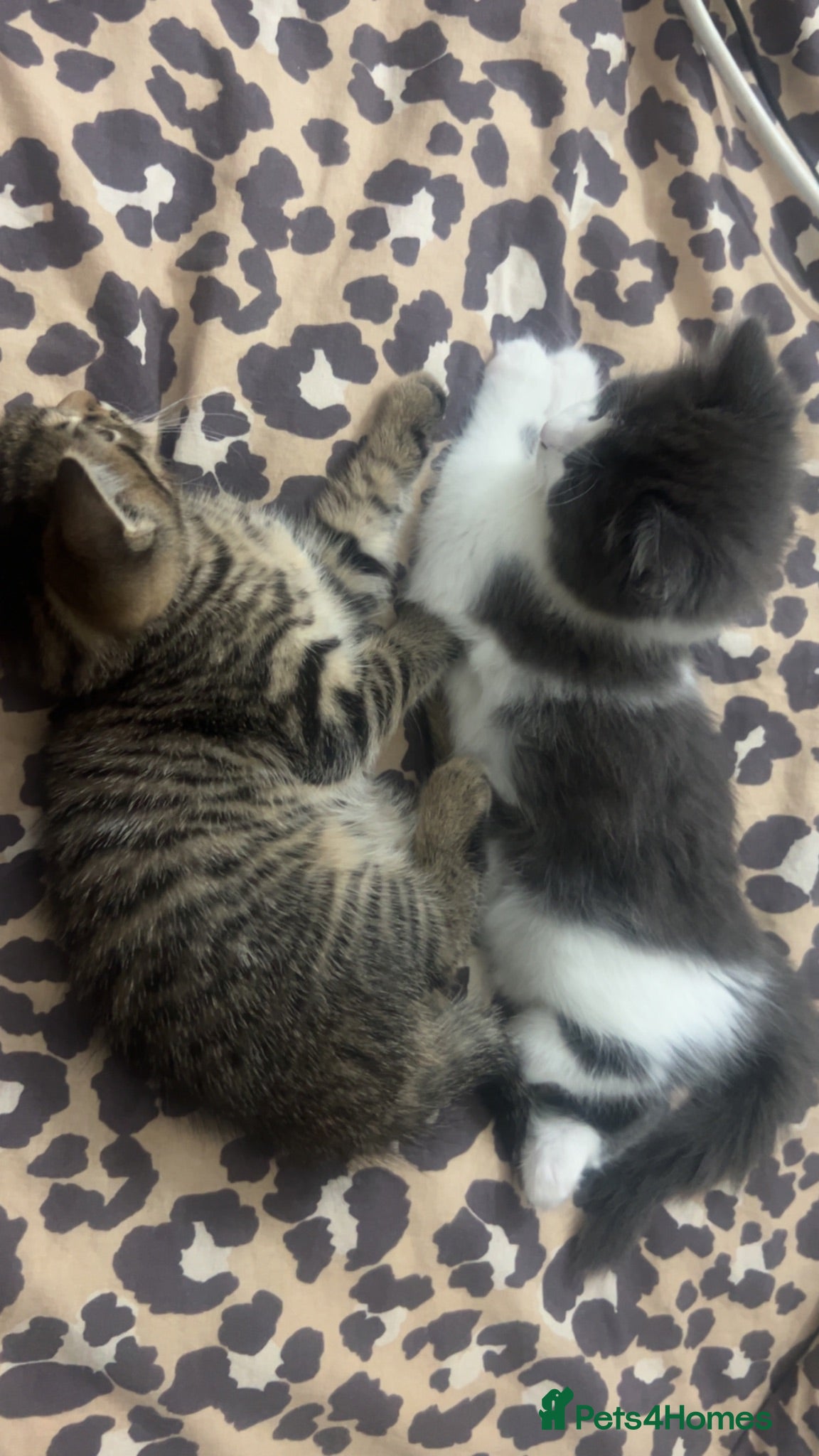 Mixed Breed cats Tabby colour kitten  - Advert 1
