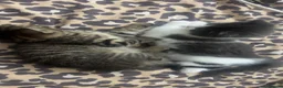 Mixed Breed cats for sale: Tabby colour kitten  - Advert 1