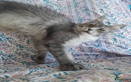 Maine Coon cats for sale: black silver ticked polydactyl girl TICA mainecoon - Advert 4