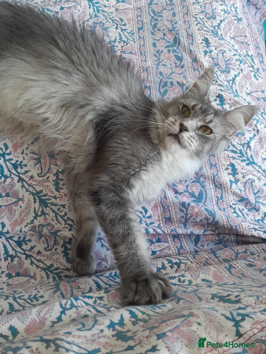 Maine Coon cats for sale: black silver ticked polydactyl girl TICA mainecoon - Advert 4