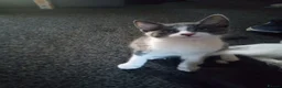 Mixed Breed cats for sale: Kittens in Wakefield - Advert 9