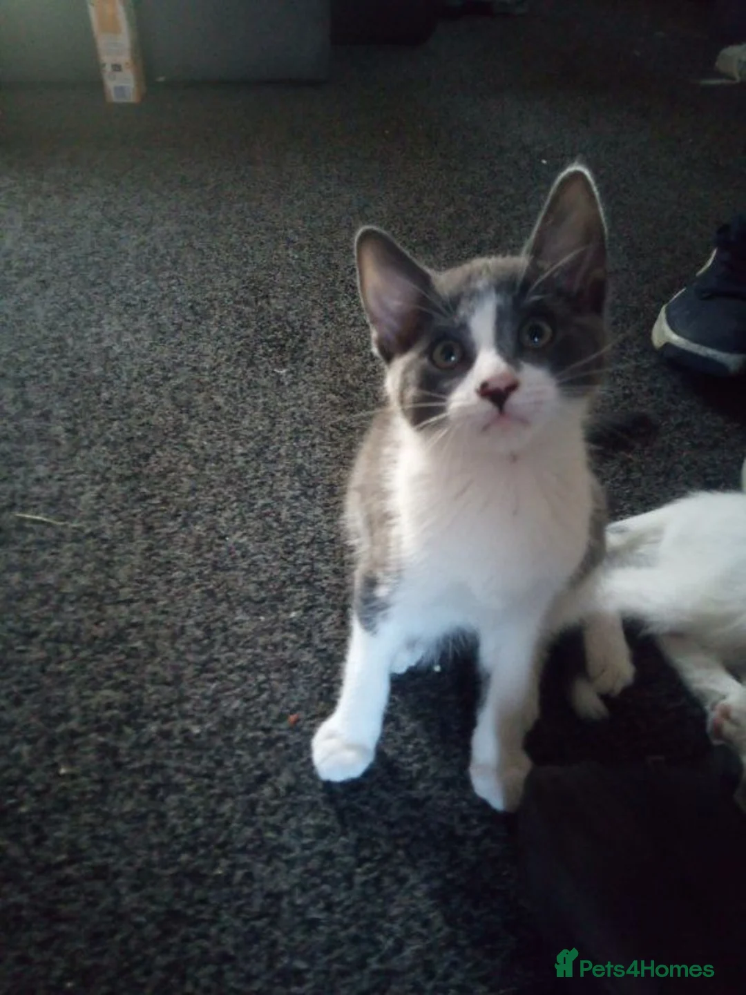 Mixed Breed cats for sale: Kittens in Wakefield - Advert 9