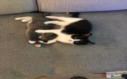 Ragdoll cats for sale: Ragdoll mix beautiful kittens  - Image 13