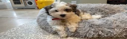 Mixed Breed dogs for sale: Malshipoo Puppy looking for his forever home - Advert 1