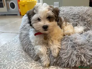 Mixed Breed dogs Malshipoo Puppy looking for his forever home - Advert 3